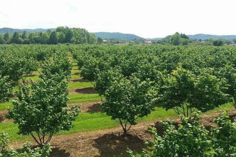 Дагестанские аграрии увеличили валовой сбор орехов почти на 15%