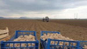 В Дагестане увеличат площади для посева овощей и бахчевых культур