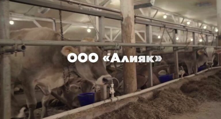 Молочно-товарная ферма полного цикла открыта в Сулейман-Стальском районе