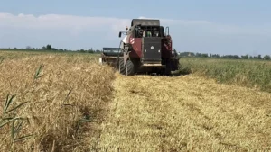 Аграрии Дагестана первыми в стране приступили к уборке озимых зерновых культур